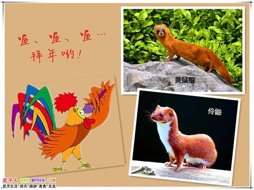 狐狸给鸡拜年什么谚语