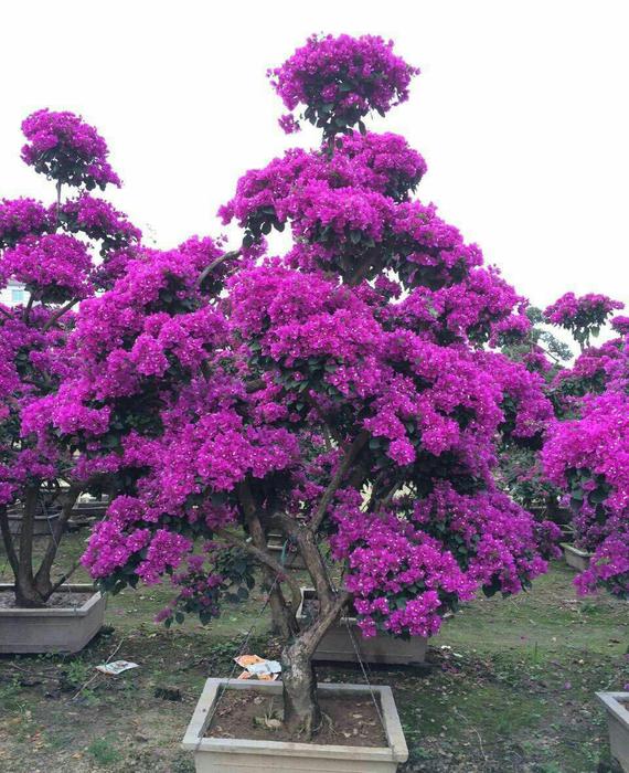 最好养的花卉有哪些（盘点五种最好养活的花卉）