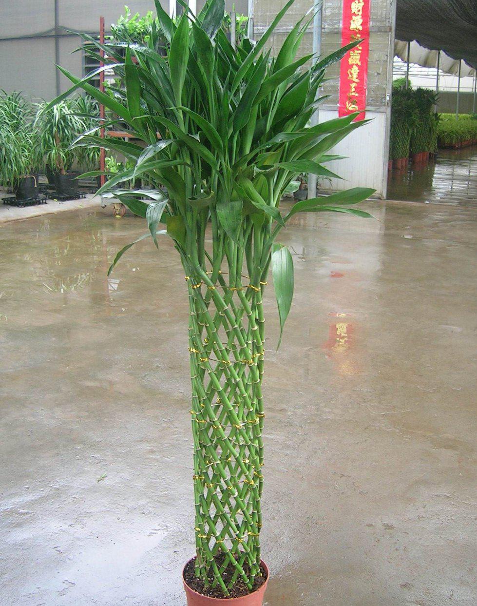 虽然不是太漂亮,但是别有一番韵味,而且富贵竹开花寓意着好运就要到了