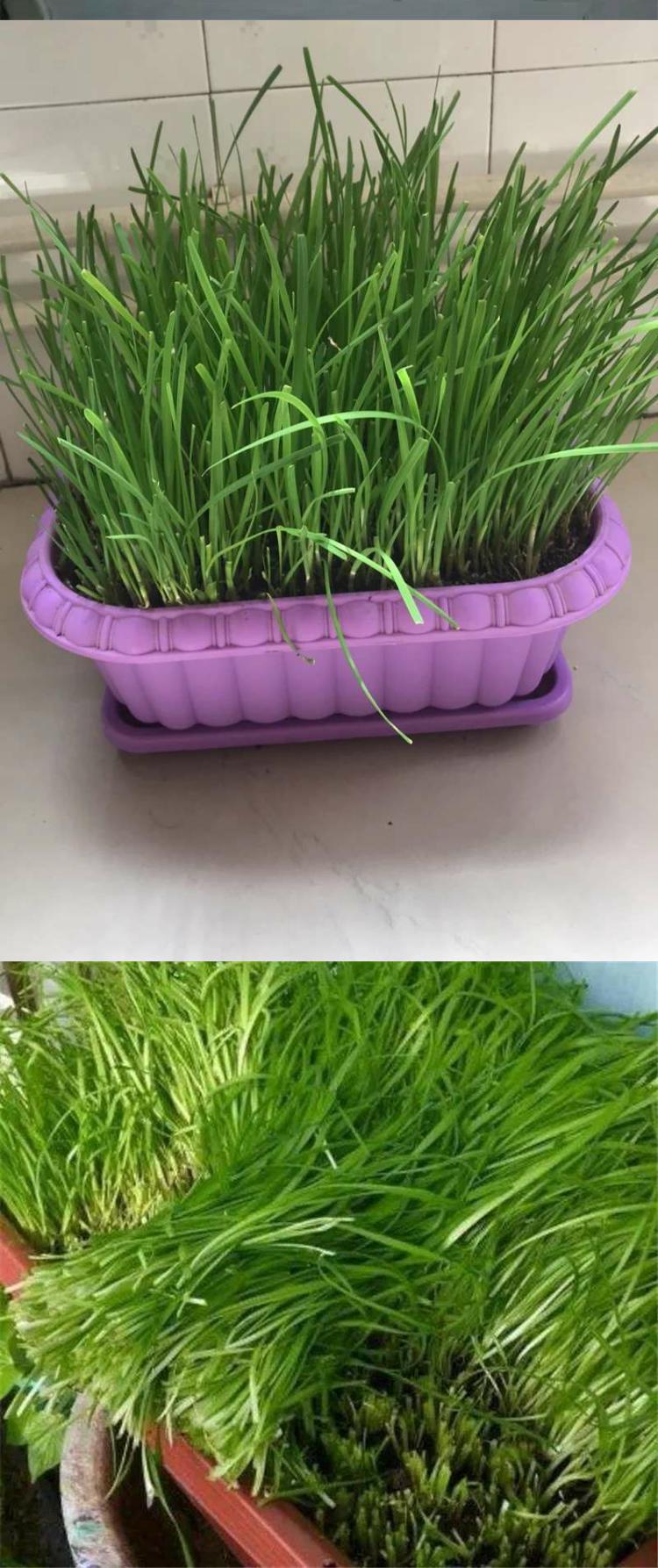 花盆种韭菜,又粗又肥嫩,一月割一茬,包饺子太美了