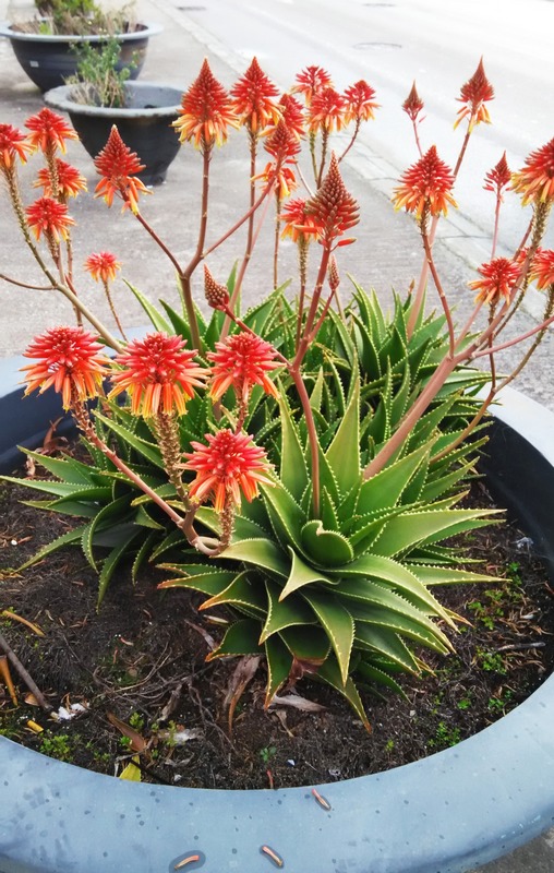 芦荟开花图片(一文带你认识绝美开花的芦荟)