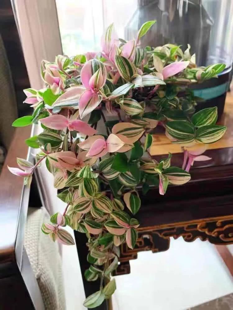 綠蘿吊蘭,綠蘿吊蘭怎么養才能更旺盛長得快