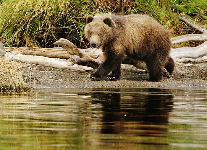 马熊祸事｜三江源牧羊的北京大学生，为何死于青海马熊之口？