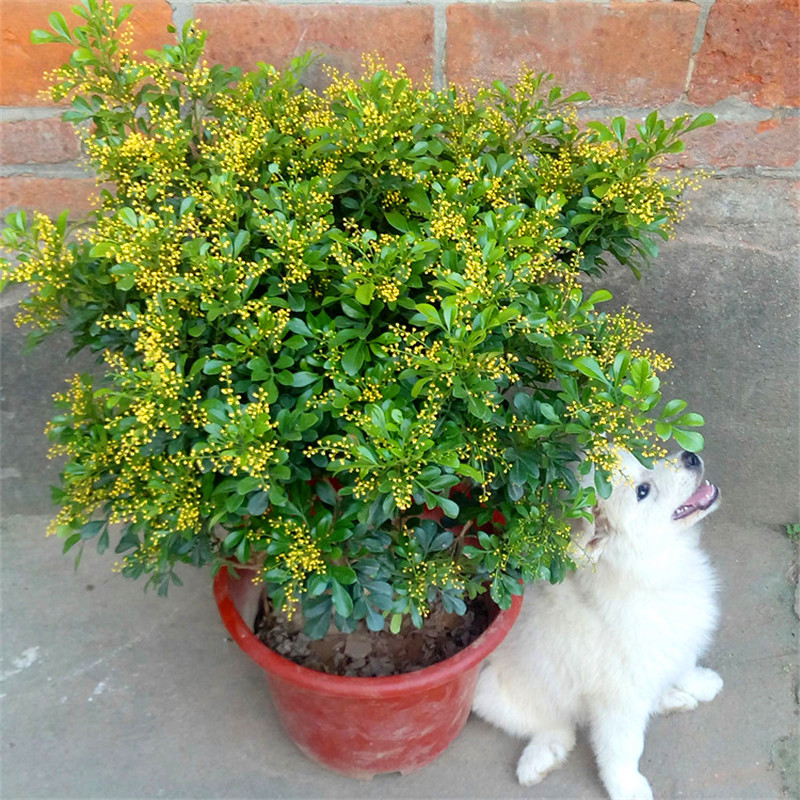 香味浓郁的花卉有哪些（5种花香气浓郁久聚不散）