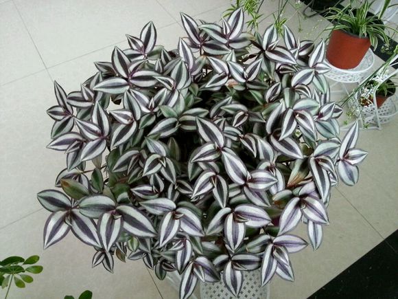 綠蘿吊蘭,綠蘿吊蘭怎么養才能更旺盛長得快