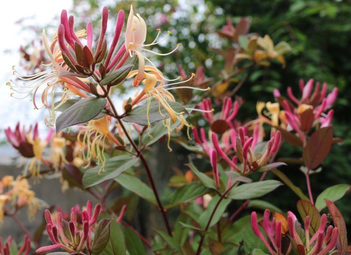 家里养金银花，有金有银“有钱花”，摘花泡茶，养人旺家
