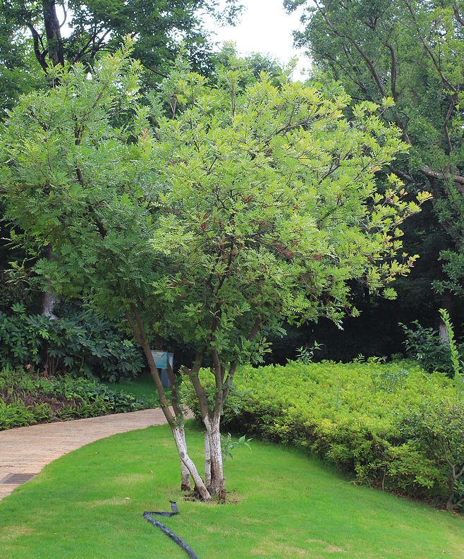 3种“小盆景”能香几十年，客厅养一盆，小巧高雅，富贵不俗