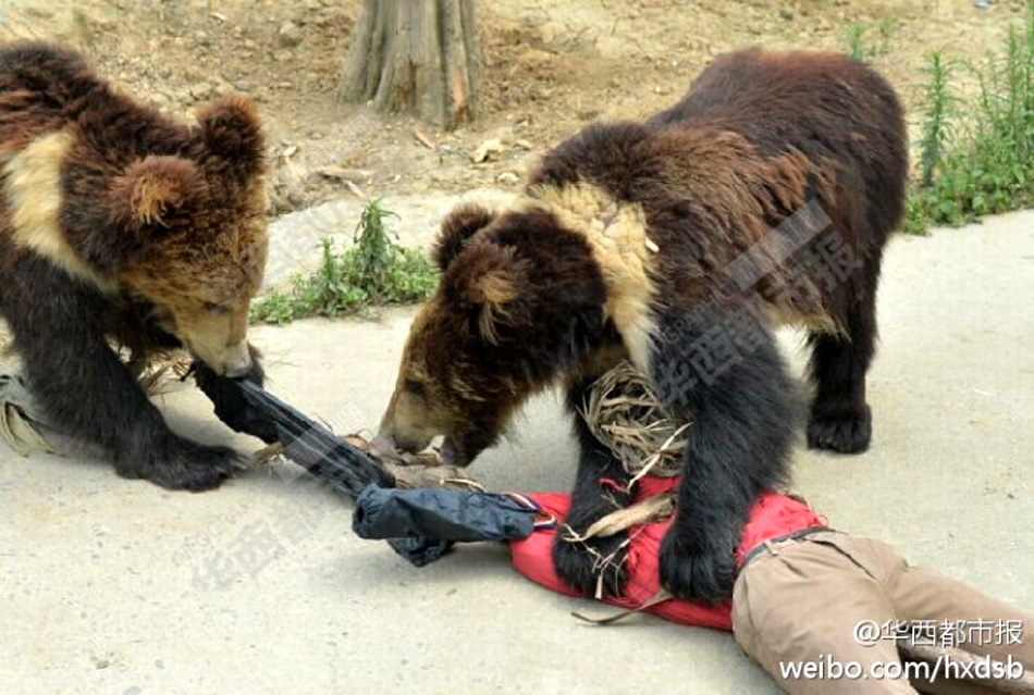 马熊祸事|三江源牧羊的北京大学生,为何死于青海马熊之口?