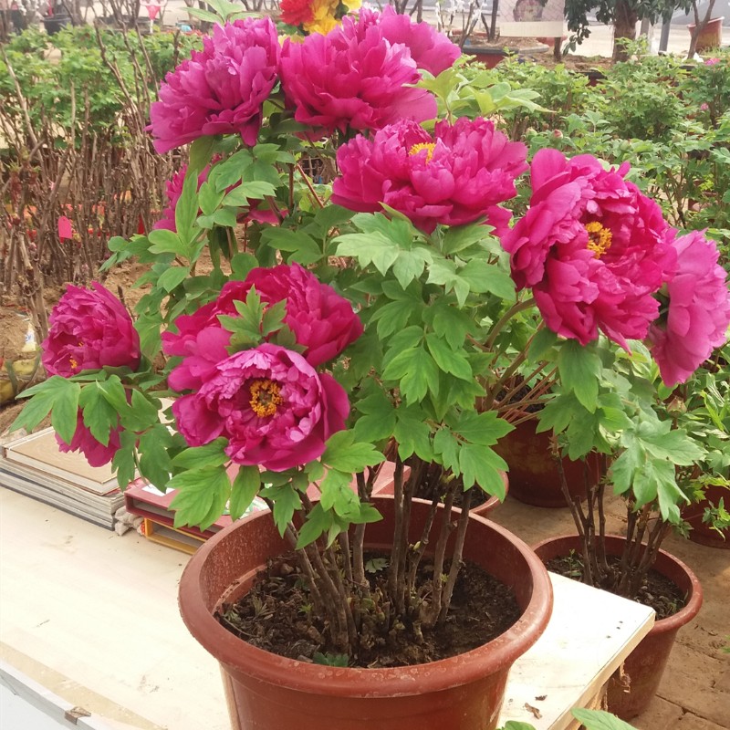 最好养的花卉有哪些（盘点五种最好养活的花卉）