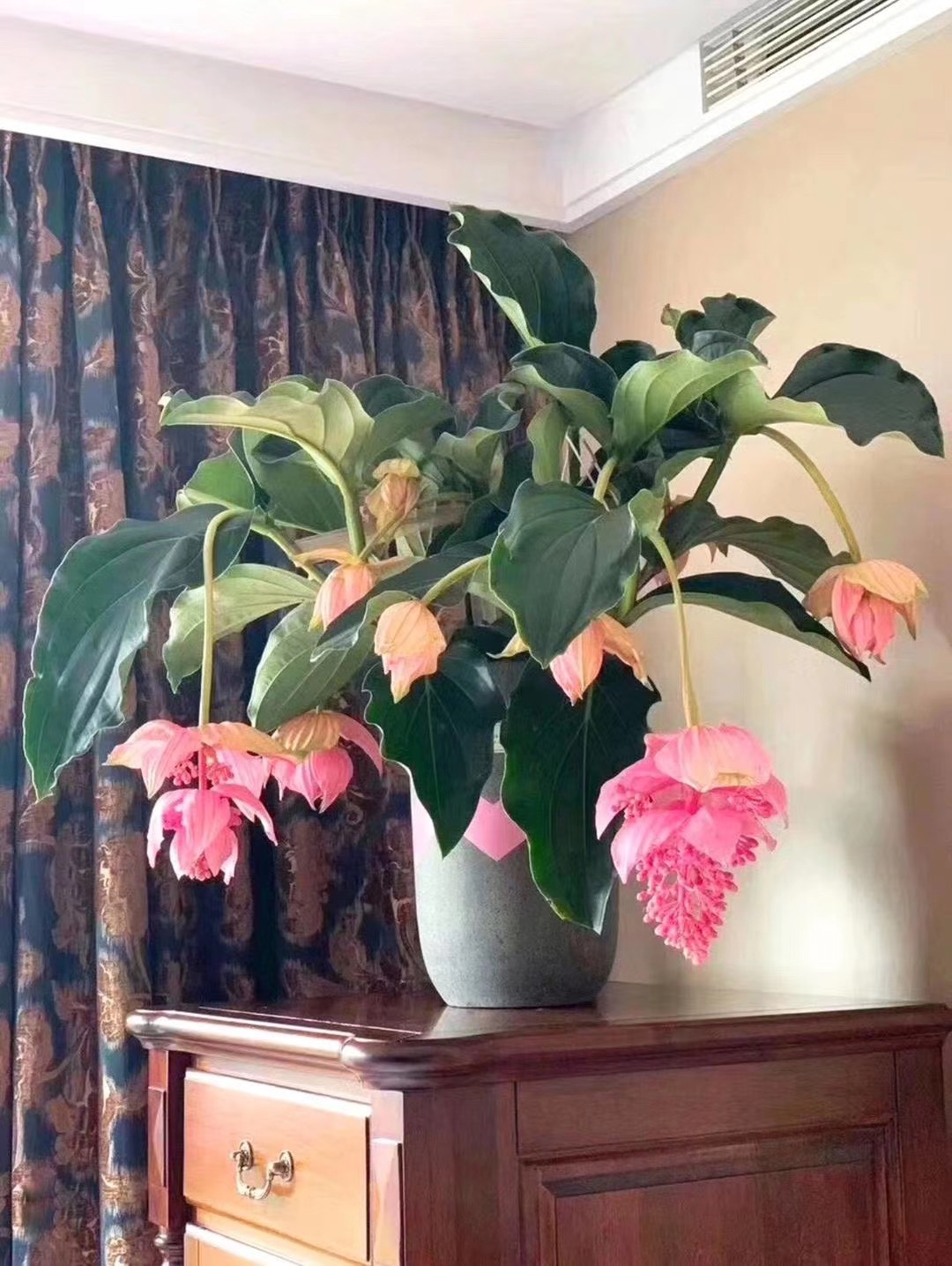7种“大型花”，又美又高贵，客厅一放，吸光废气，人旺家旺