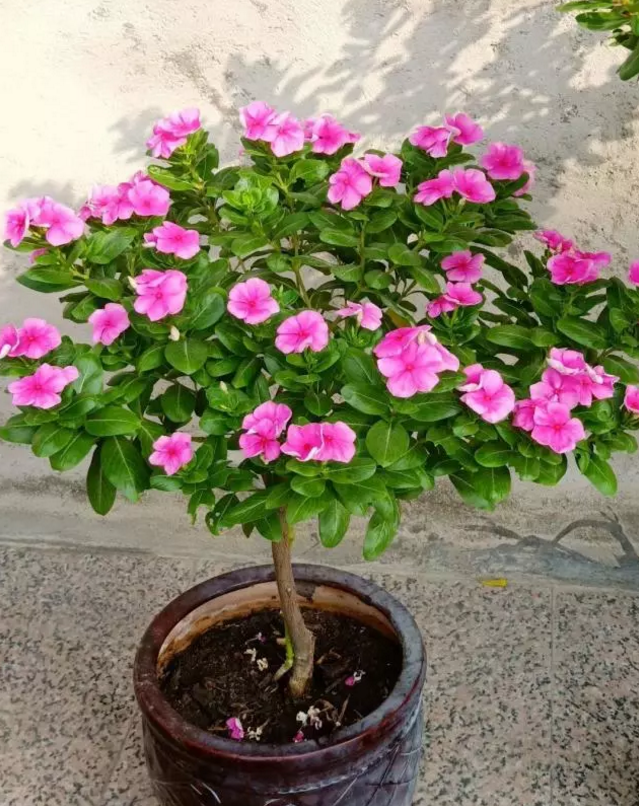 四季梅(4种"省心花",漂亮又好养,一年养一盆,四季都开花)