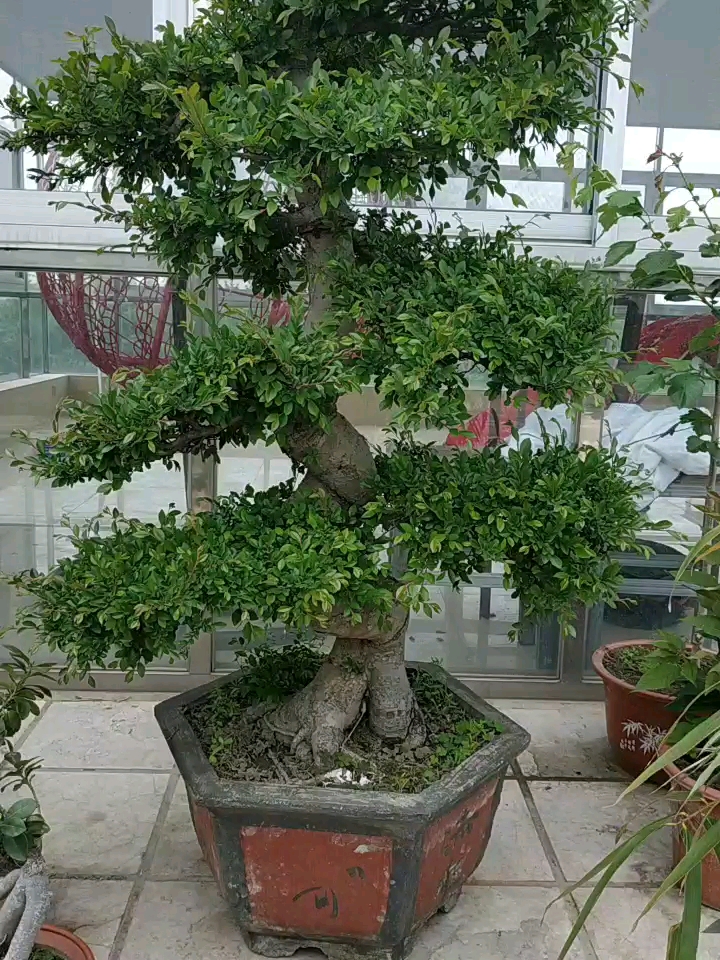 小叶榔榆的养殖方法(5种富贵花越养越值钱)