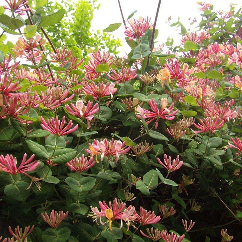 家里养金银花，有金有银“有钱花”，摘花泡茶，养人旺家