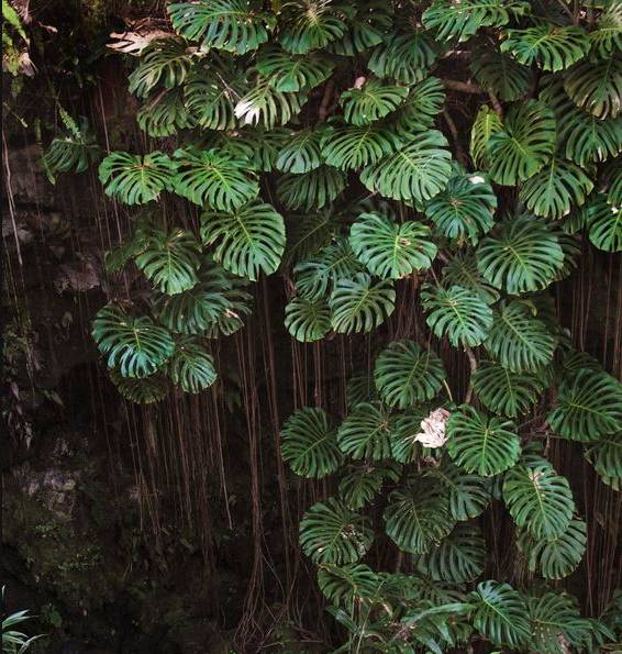 7种“大型花”，又美又高贵，客厅一放，吸光废气，人旺家旺