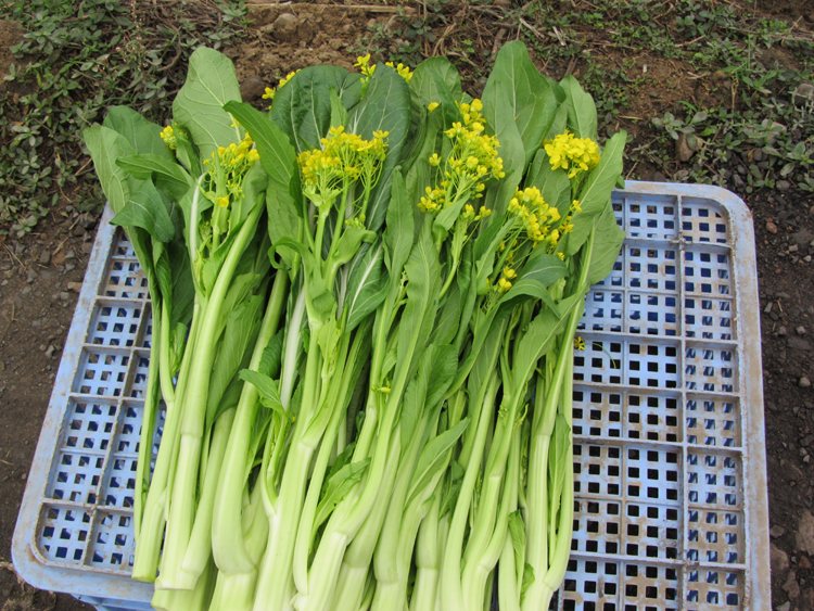 怎么水培香菜（7种蔬菜泡一泡水长出小盆景）