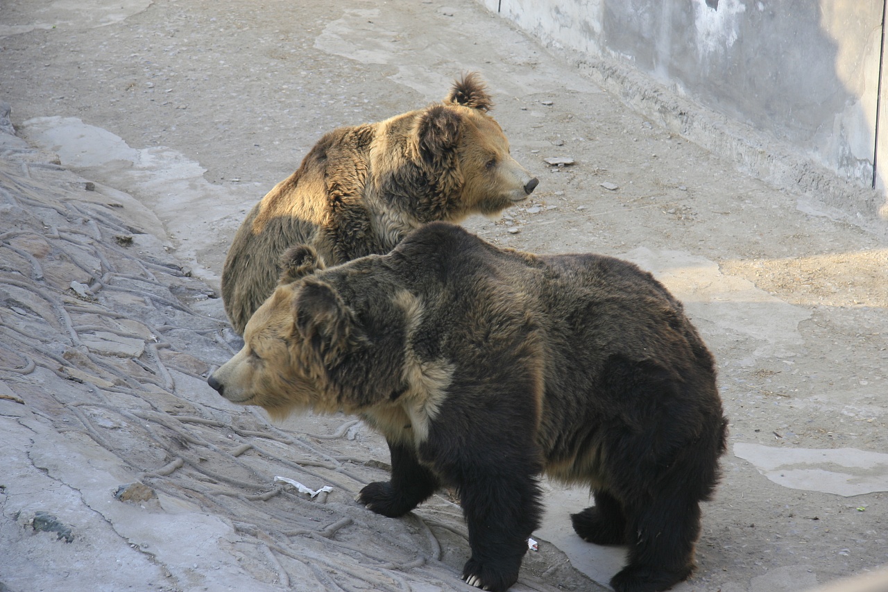马熊祸事｜三江源牧羊的北京大学生，为何死于青海马熊之口？
