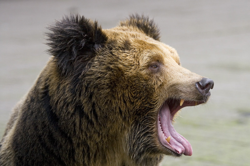 马熊祸事｜三江源牧羊的北京大学生，为何死于青海马熊之口？
