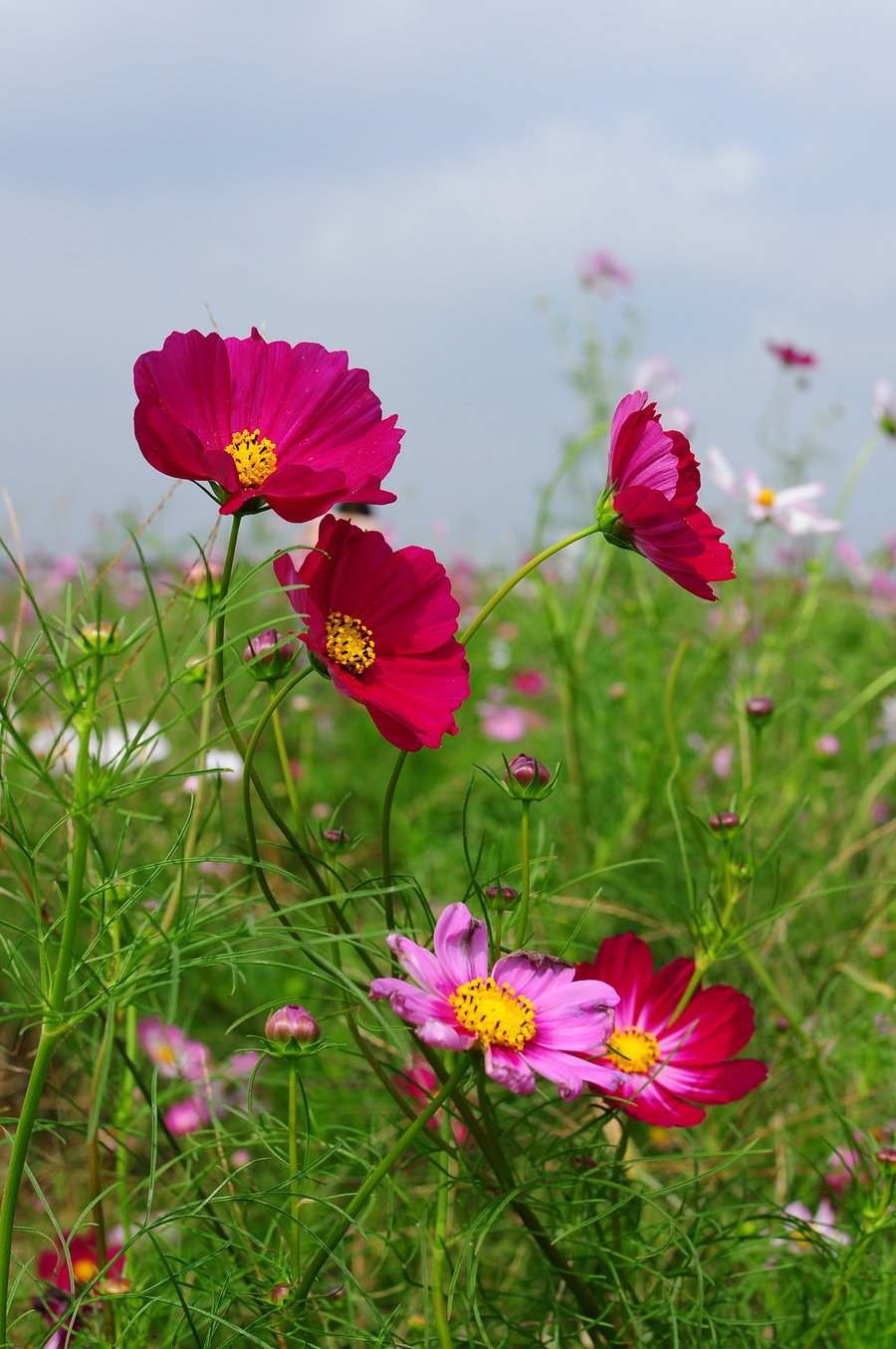 美丽的格桑花开学了.开学是什么?开学就是开始学习了.