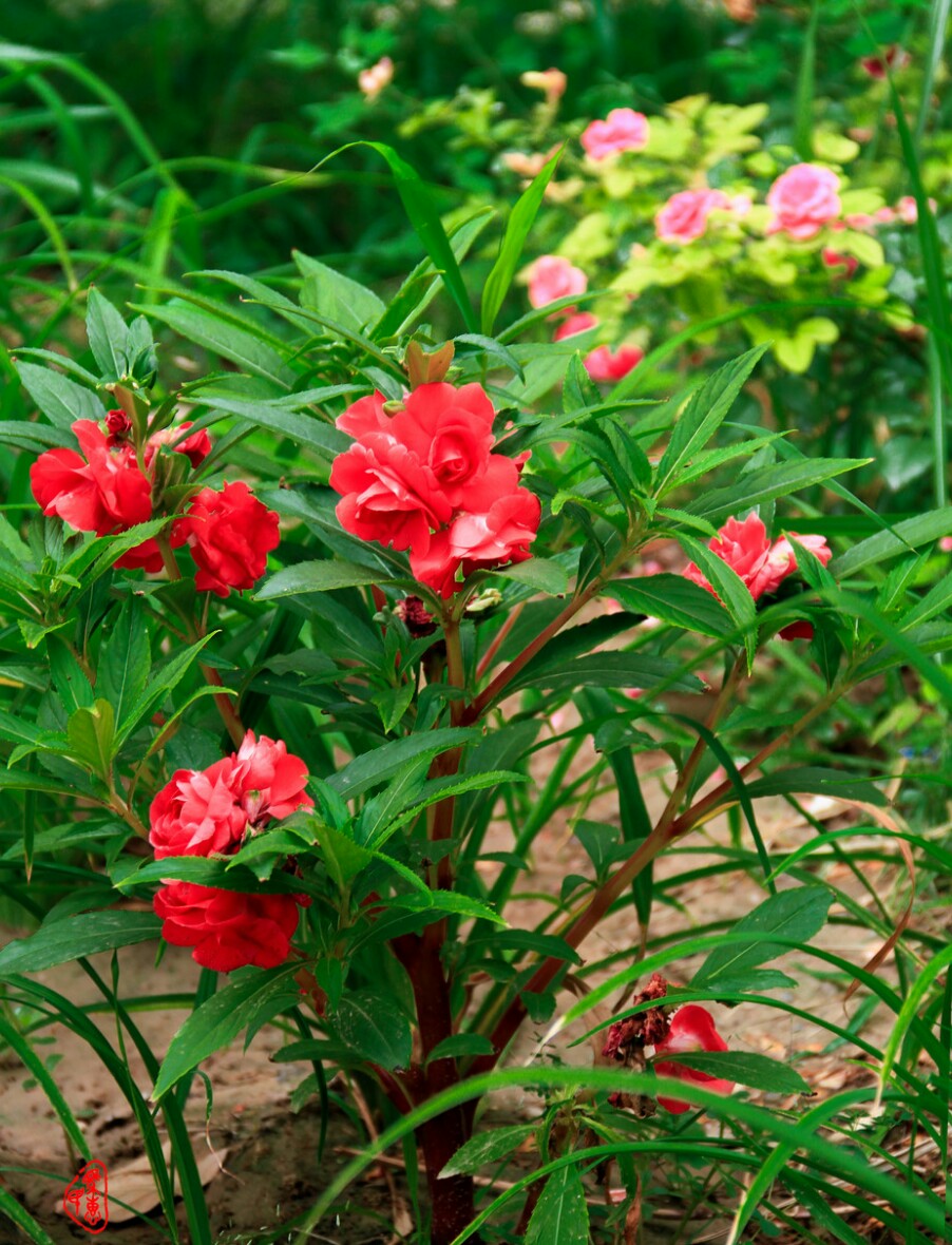 10种"无赖花",开花"巨好看",沾土就泛滥,年年除不完