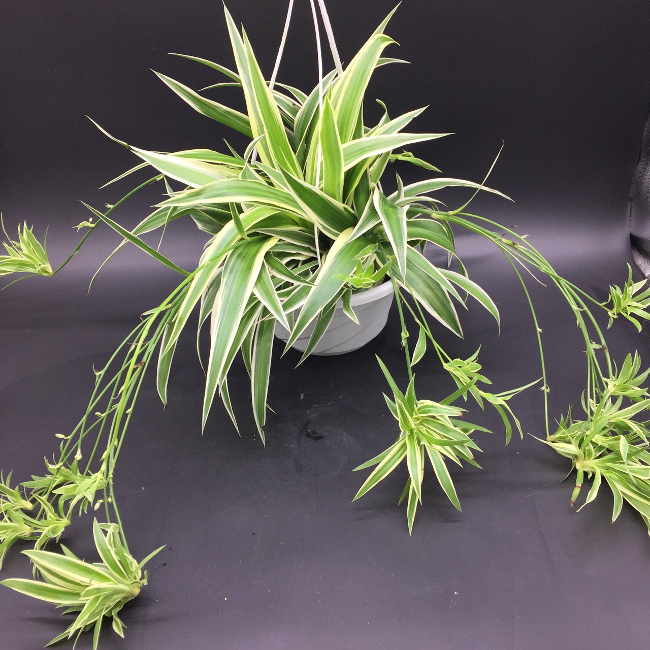 吊兰这种植物是非常普及的草本植物.