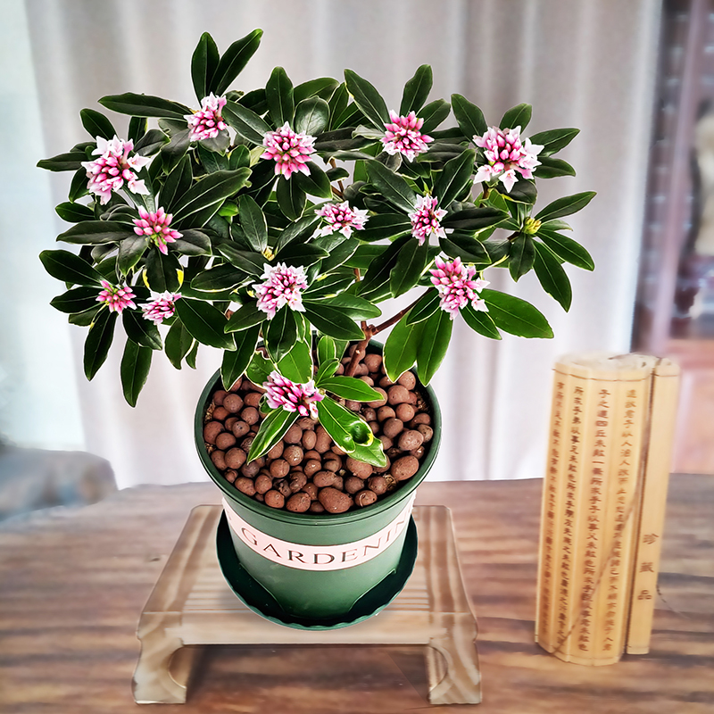 12种年宵花,春节摆家里,图个好彩头,来年好兆头