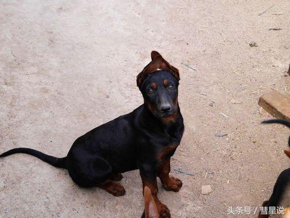 中国本土犬之苏联红犬——一面呆萌一面帅气