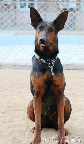 中国本土犬之苏联红犬——一面呆萌一面帅气