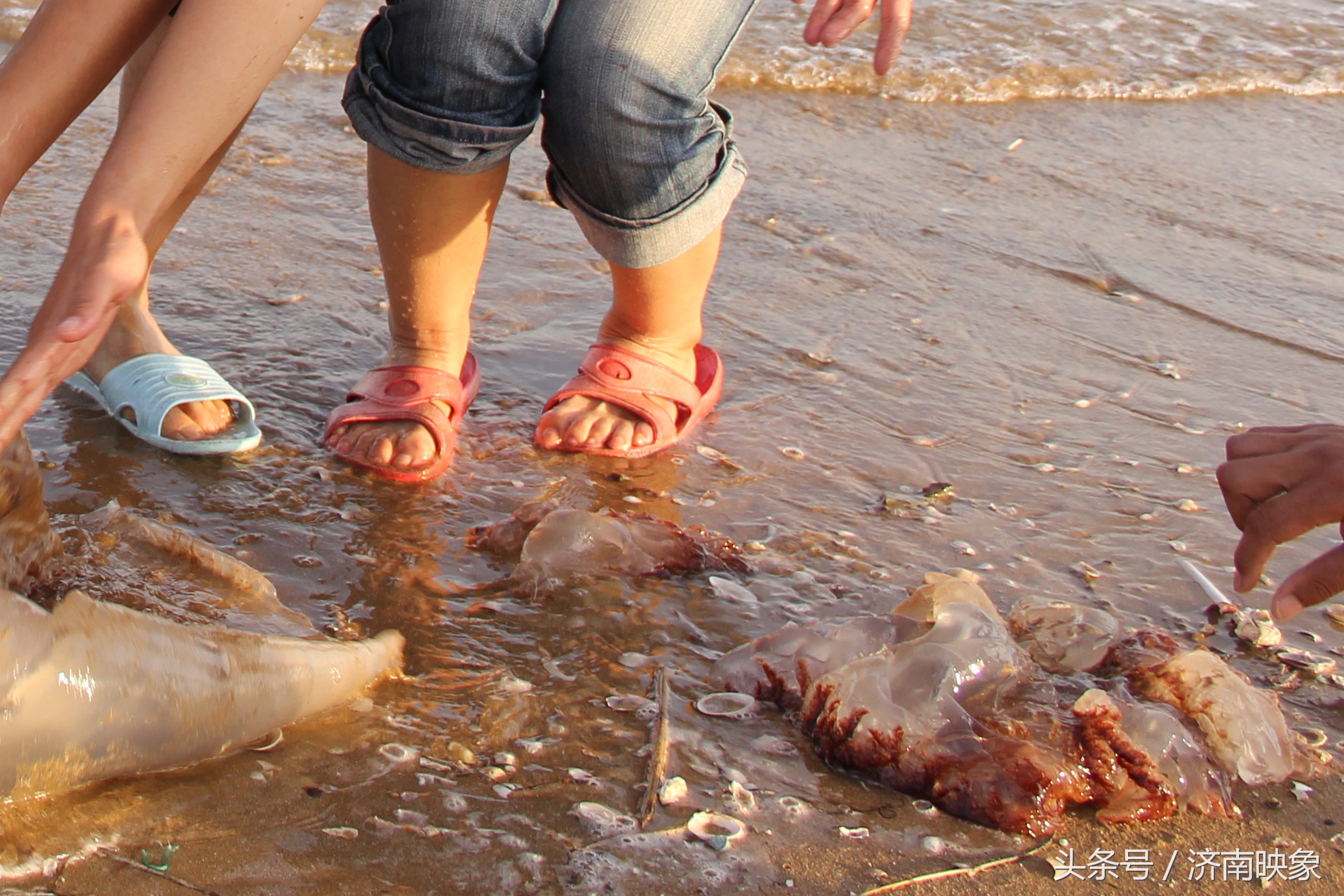 海蜇确实很好吃,但是小心有毒啊!