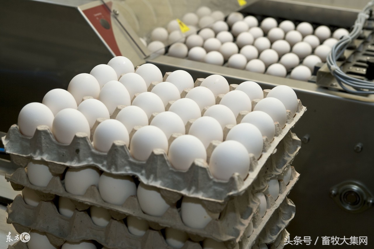 江苏今日鸡蛋批发价格，今日西安鸡蛋批发价格行情