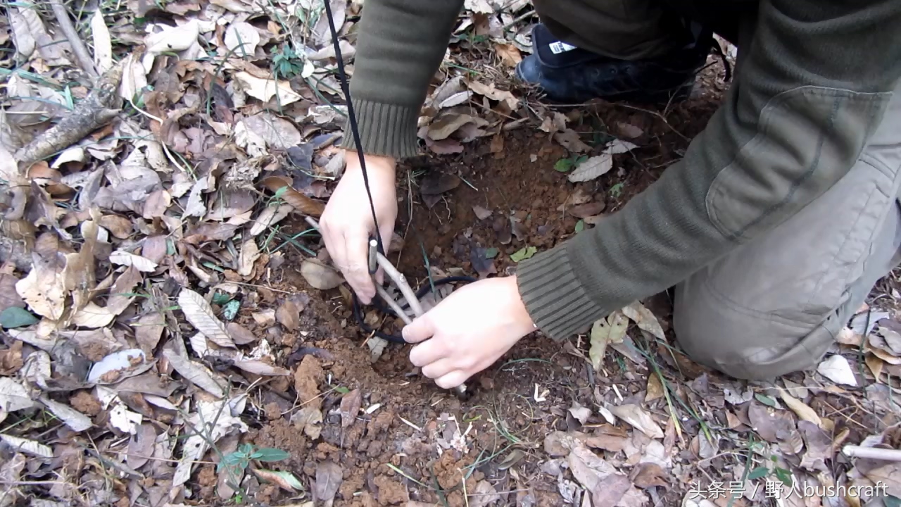 吊脚套(吊脚套捕猎方法)