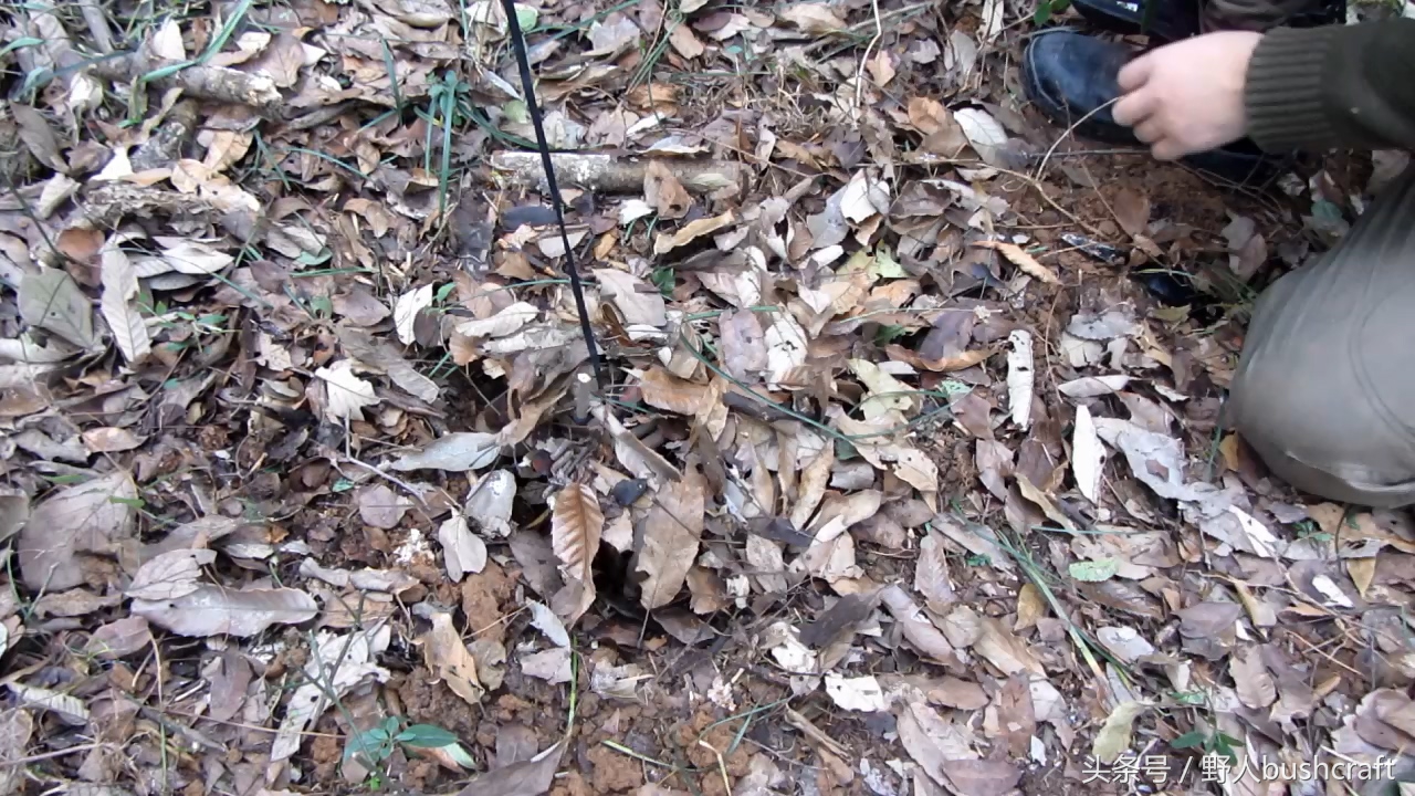 吊脚套(吊脚套捕猎方法)