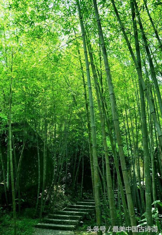 绿竹入幽径,青萝拂行衣,描写竹子的诗词名句