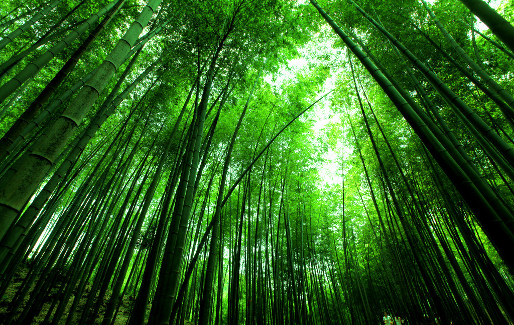 竹的图片壁纸,竹子图片壁纸_大山谷图库