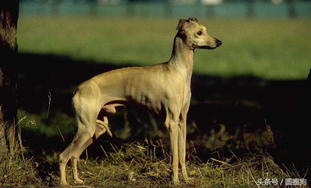 格力狗「格力犬多少钱一只小狗」