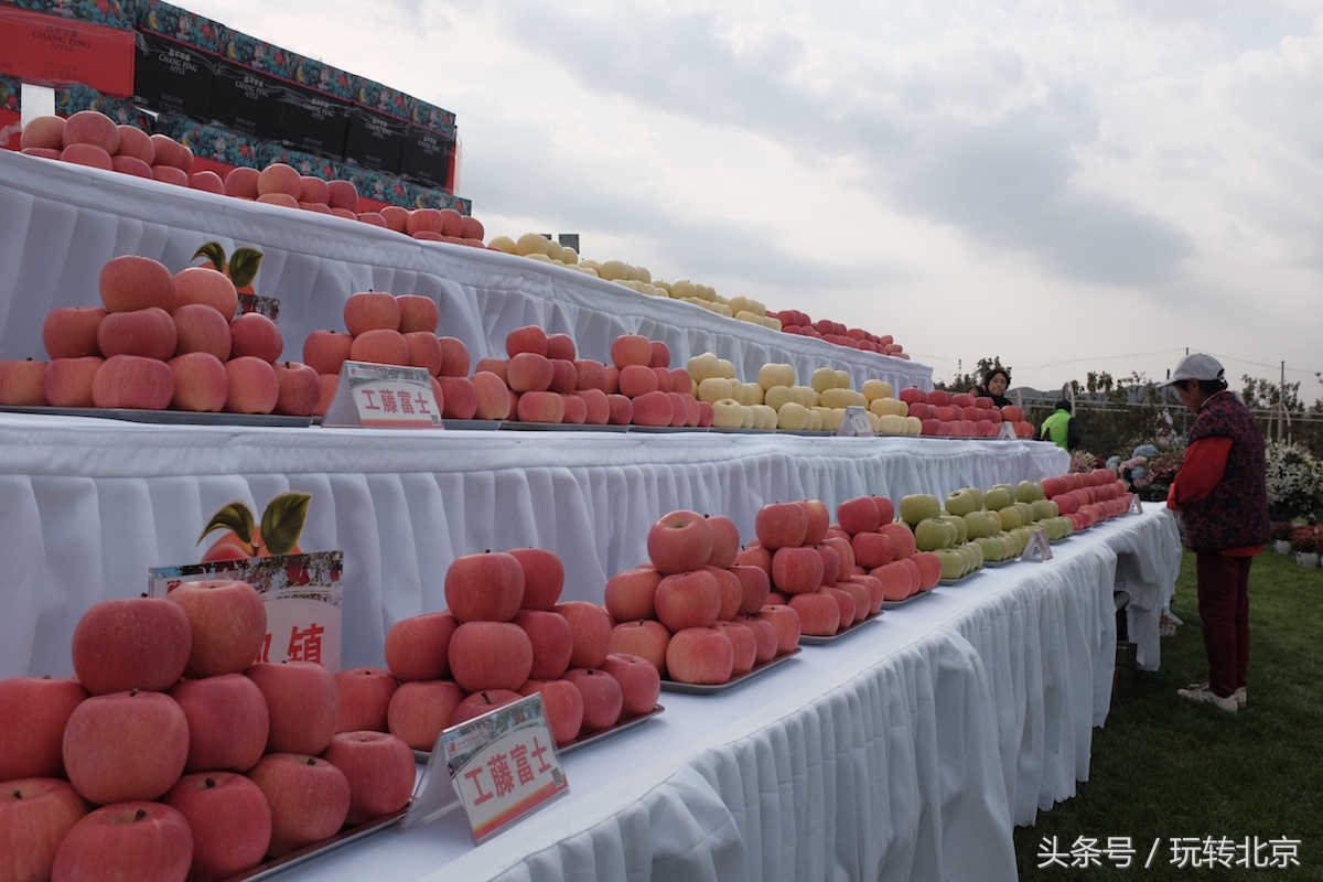 今日北京鲜苹果价格「苹果价格一斤」