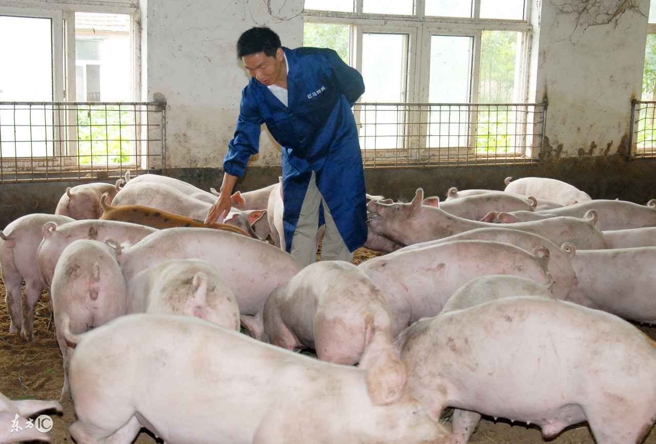 10月29日吉林省今日猪价播报