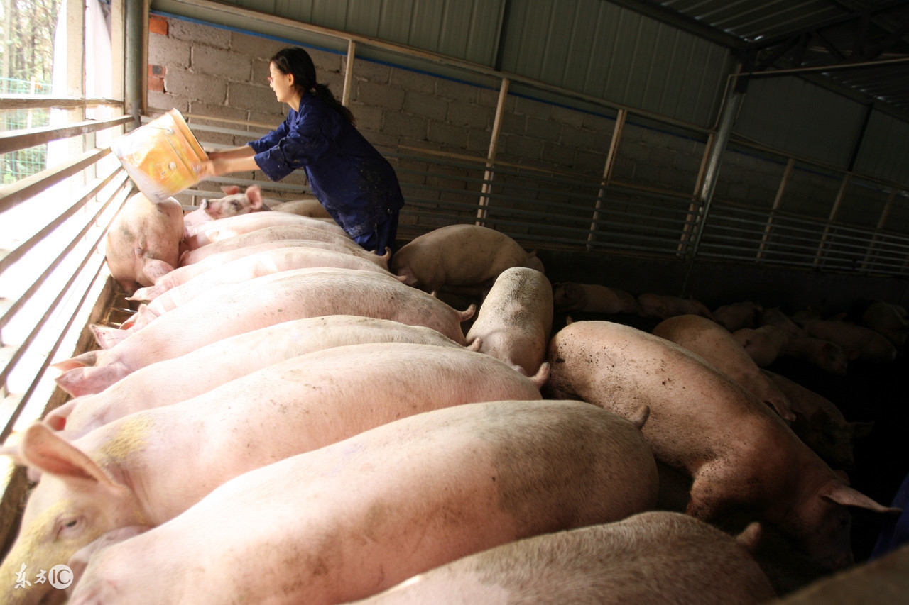 10月29日吉林省今日猪价播报