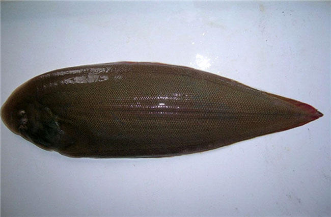 这种鱼天津人叫"鳎目鱼",山东人叫"鳎米鱼".