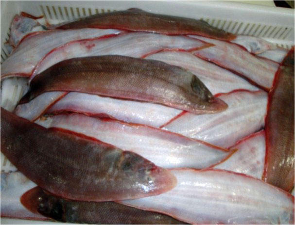 这种鱼天津人叫鳎目鱼,山东人叫鳎米鱼