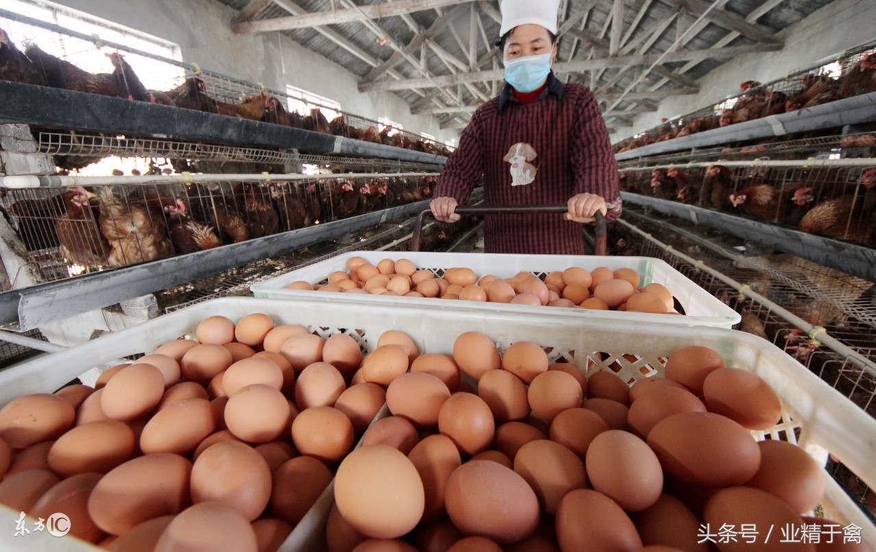 禽蛋价格日报：肉鸡价格持续上涨，养殖户的好日子来了！