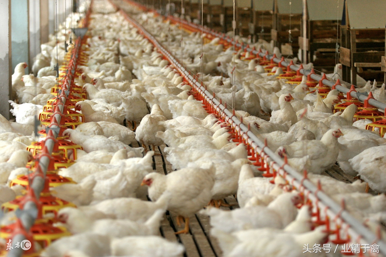 禽蛋价格日报：肉鸡价格持续上涨，养殖户的好日子来了！