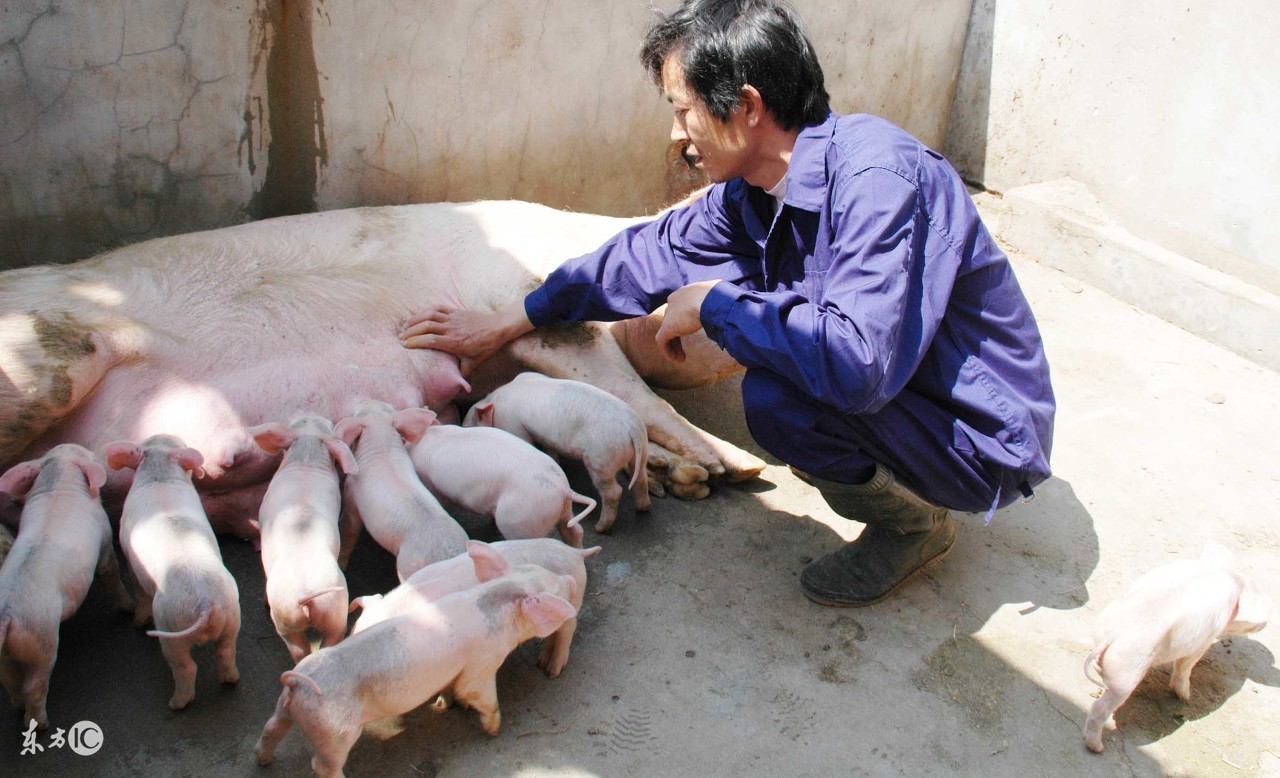 宜宾猪价今日多少钱一斤，四川宜宾生猪价格今日猪价