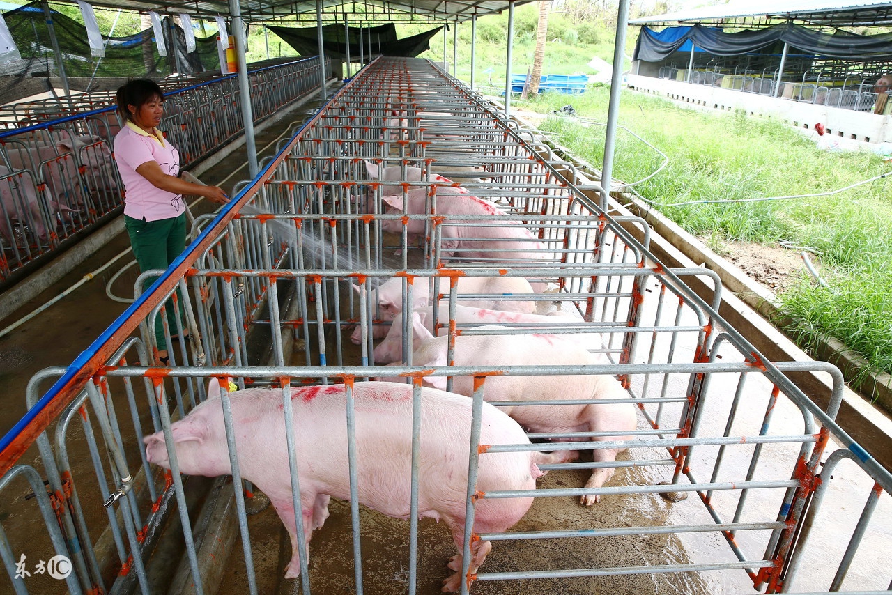 今日吉林省通化猪价「通化今日猪价」