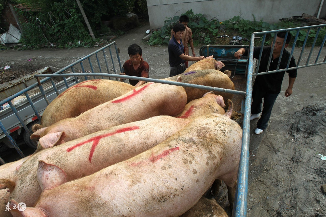 大兴海鲜市场今日猪价，北京大兴黄村海鲜市场