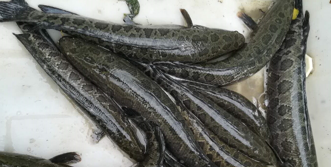 石家庄黑鱼今日价格,佛山黑鱼今日塘头价-皮皮自媒体