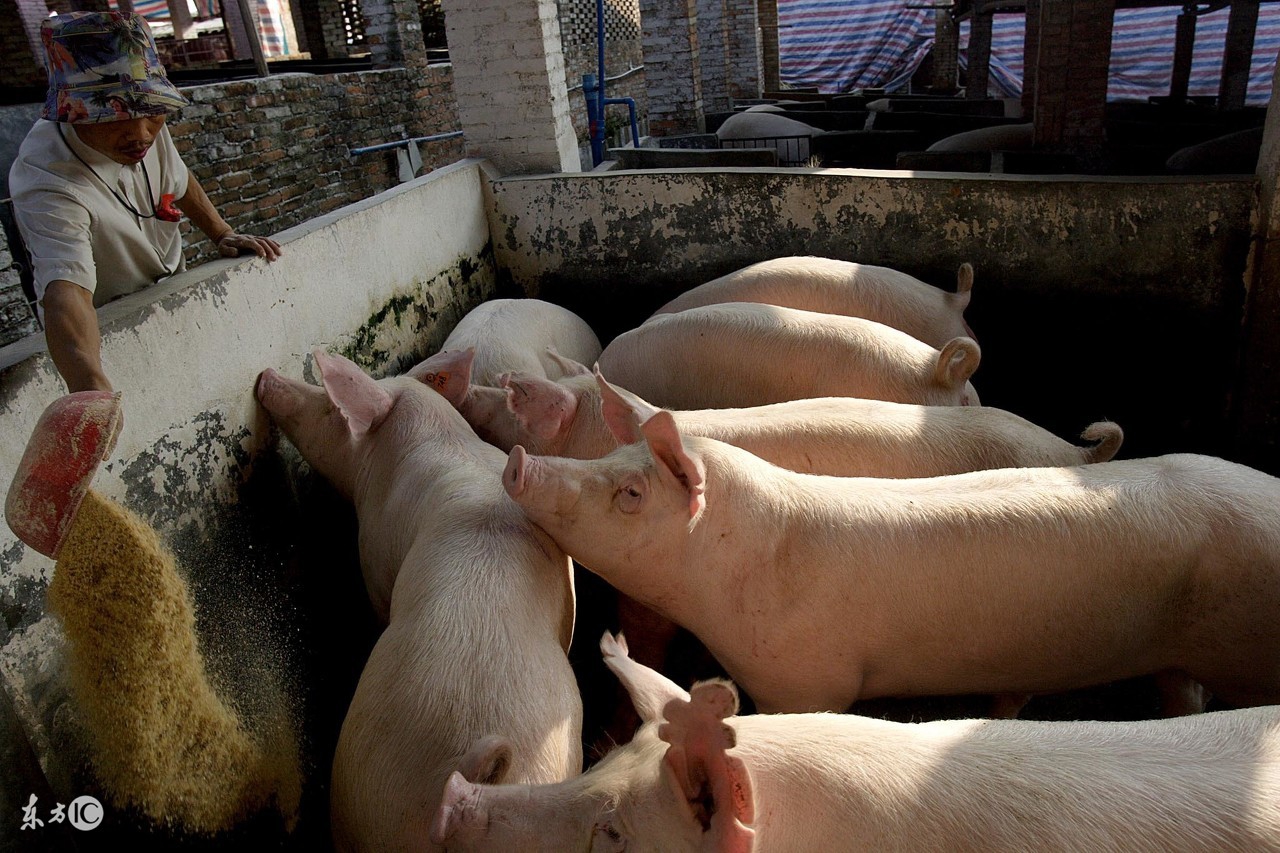 珠海中山市场今日猪价「中山今日疫情最新消息珠海」