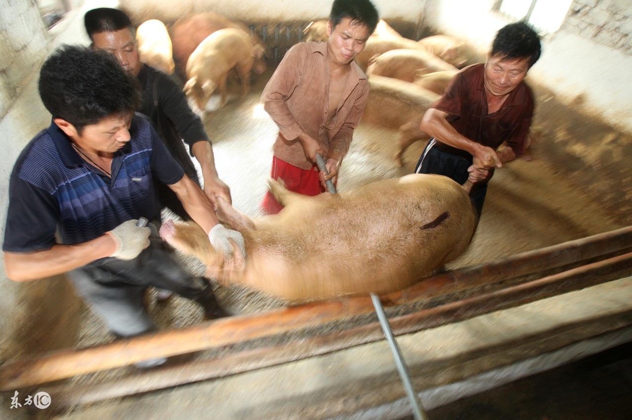 黑龙江省今日猪价：2017年12月15日黑龙江省猪价行情