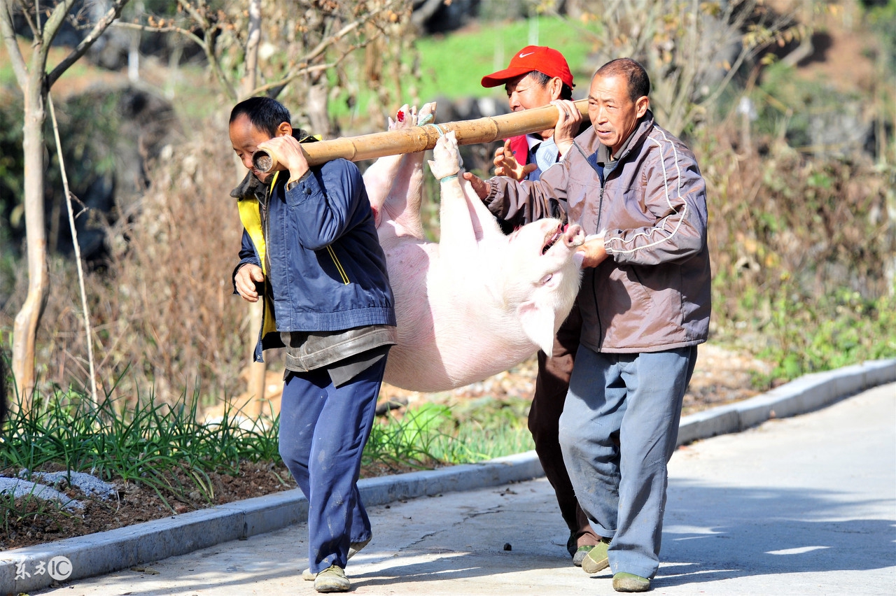永州猪价今日「永州生猪价格今日猪价最新」