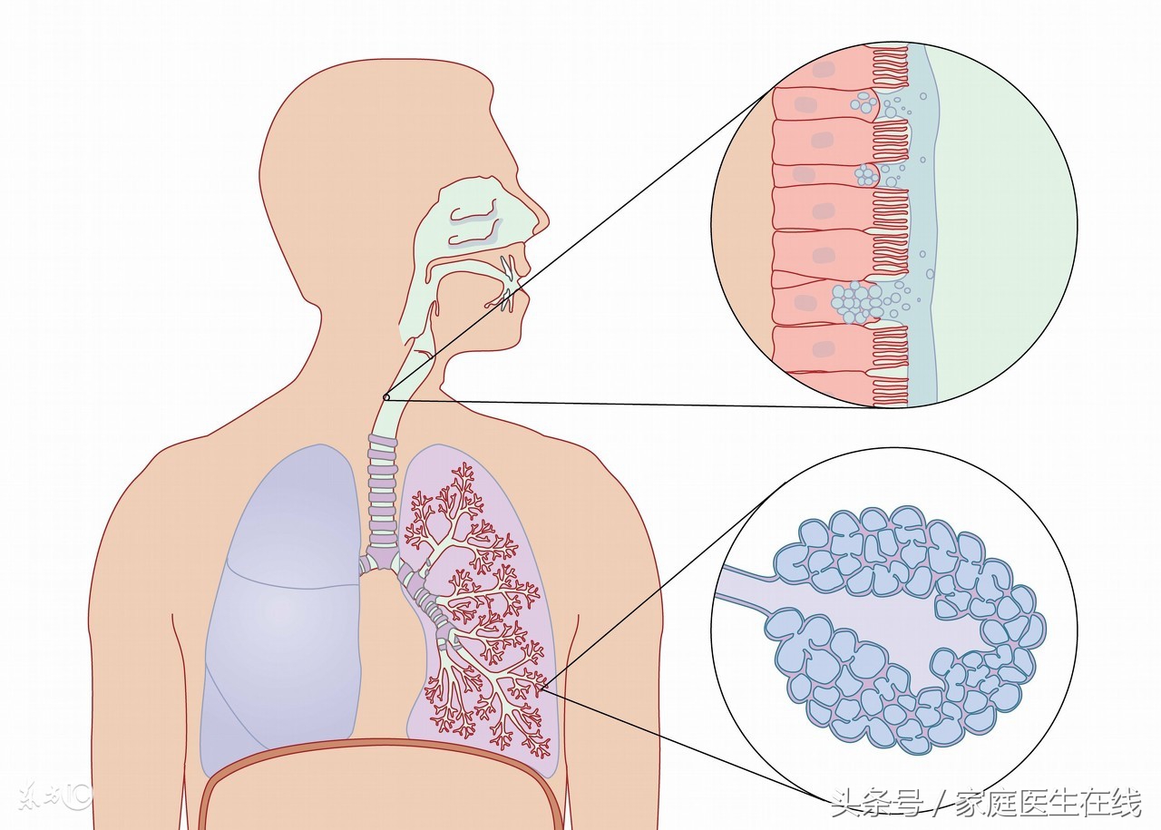 当人感冒鼻塞时，为什么通常只会堵住一个呢？