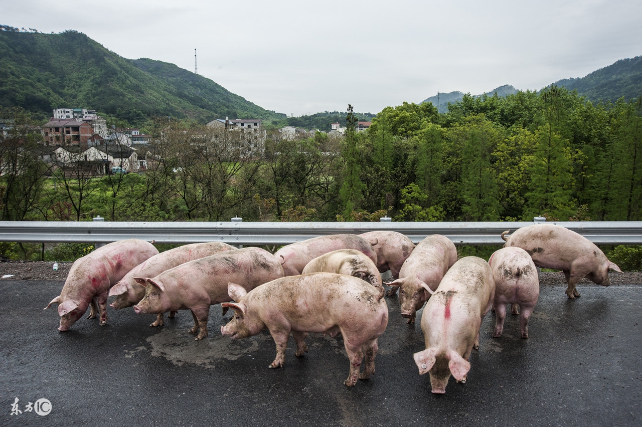 陕西省今日猪价行情：2017年12月27日陕西省生猪价格播报，上涨！